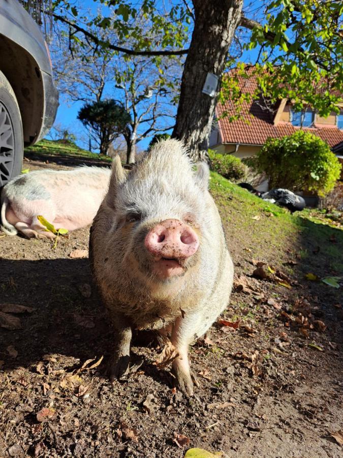 Erlebnisbauernhof Gutschi Ranch Kamp Bagian luar foto