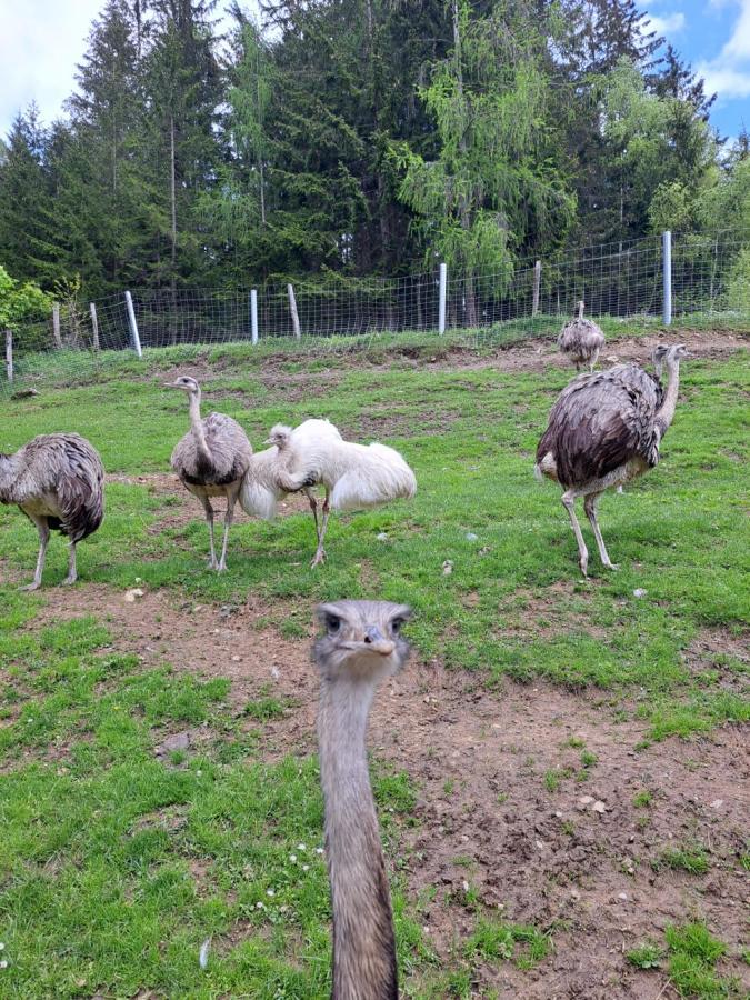 Erlebnisbauernhof Gutschi Ranch Kamp Bagian luar foto