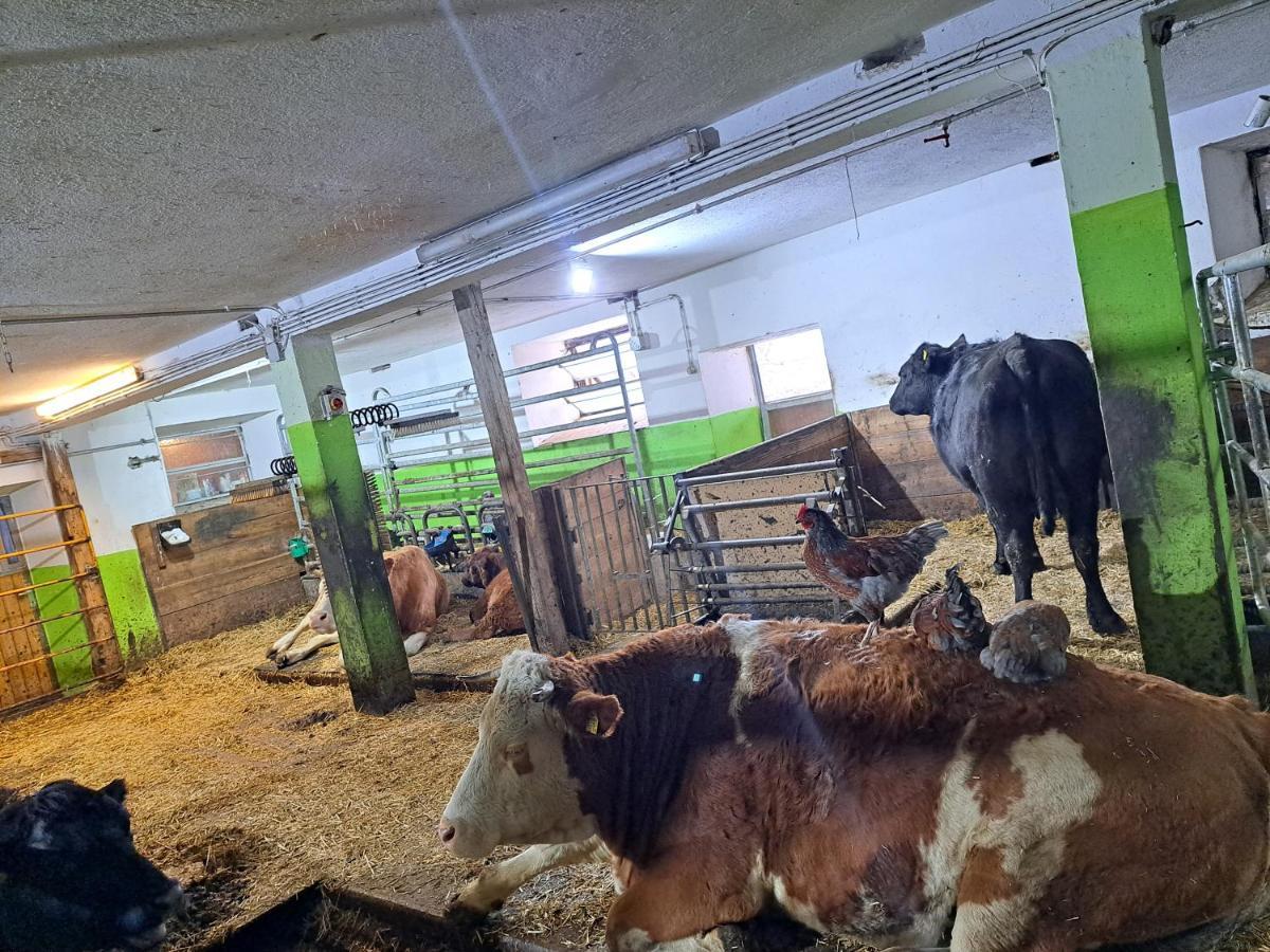 Erlebnisbauernhof Gutschi Ranch Kamp Bagian luar foto